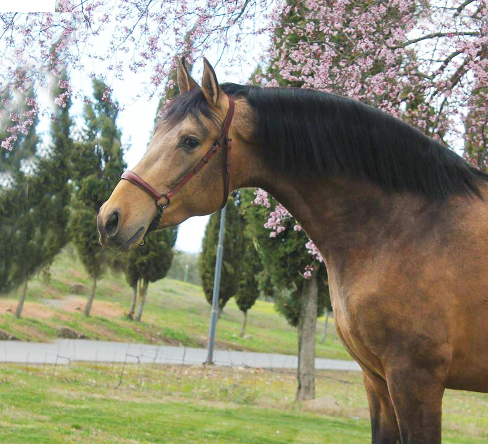 Caballo en Venta